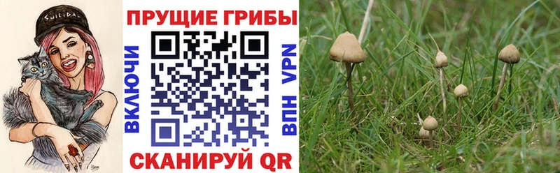 Галлюциногенные грибы Psilocybe  где продают наркотики  Верхний Тагил 